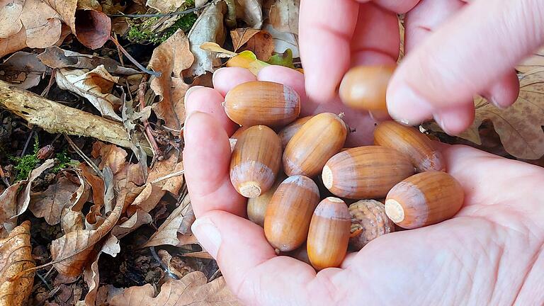 Die Früchte der Traubeneiche für die Nachzucht neuer Bäume im Spessart werden von Hand aufgelesen. Die Früchte der Traubeneiche für die Nachzucht neuer Bäume im Spessart werden von Hand aufgelesen.