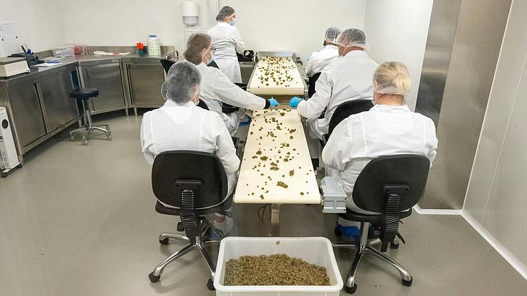 Mitarbeiter bei der abschließenden Qualitätskontrolle der Cannabis-Blüten: Cantourage produziert seit 2021 auch in einer Produktionsanlage im Landkreis Schweinfurt, die jetzt erweitert wurde. Mitarbeiter bei der abschließenden Qualitätskontrolle der Cannabis-Blüten: Cantourage produziert seit 2021 auch in einer Produktionsanlage im Landkreis Schweinfurt, die jetzt erweitert wurde. 