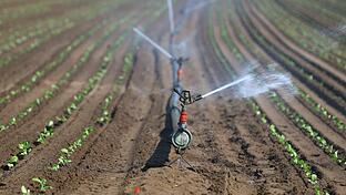 Der hohe Wasserverbrauch beim Anbau von Gemüse wird in der Region zunehmend zum Problem. Das Foto zeigt Salatpflanzen auf einem Feld bei Kitzingen.