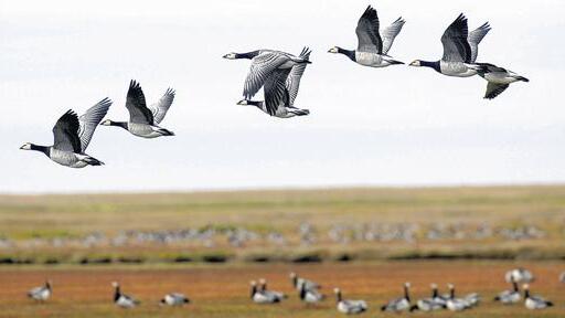 Weißwangengänse im Nationalpark Wattenmeer: Wildgänse können sehr weit fliegen. Deswegen stehen sie in Verdacht, die Vogelgrippe eingeschleppt zu haben.