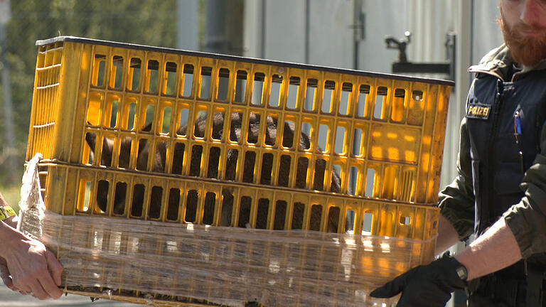 Polizisten tragen die Box mit dem sichergestellten Bennett-Känguru zum Abtransport in Richtung Tiergarten Nürnberg. Polizisten tragen die Box mit dem sichergestellten Bennett-Känguru zum Abtransport in Richtung Tiergarten Nürnberg.