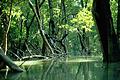 Ein Mangrovenwald an der Flußmündung des Daintree-Rivers in Queensland in Australien. Foto: ZMT/dpa       -  Ein Mangrovenwald an der Flussmündung des Daintree-Rivers in Queensland in Australien. Ökosysteme an den Küsten sind vom Klimawandel bedroht.