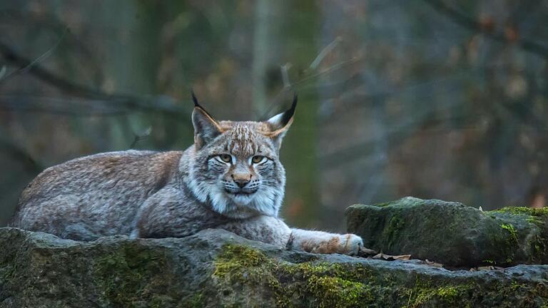 Luchs Hedwig ist neu im Schweinfurter Wildpark. Sie mag wie alle Katzen einen erhöhten Liegeplatz. Luchs Hedwig ist neu im Schweinfurter Wildpark. Sie mag wie alle Katzen einen erhöhten Liegeplatz. 