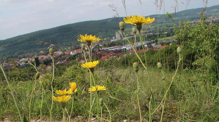 Das Steinbrech-Habichtskraut (Hieracium saxifragum Fries subspecies carolipolitanum Dunkel subspecies nova) auf dem Saupurzel, im Hintergrund Karlstadt. Das Steinbrech-Habichtskraut (Hieracium saxifragum Fries subspecies carolipolitanum Dunkel subspecies nova) auf dem Saupurzel, im Hintergrund Karlstadt.