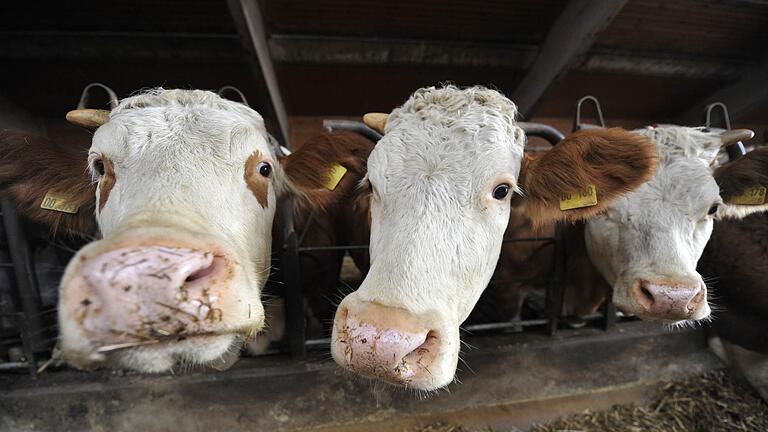 Einen offenen Unterstand möchte eine Landwirt für seine Rinder in Aschach errichten. - Einen offenen Unterstand möchte eine Landwirt für seine Rinder in Aschach errichten. Einen offenen Unterstand möchte eine Landwirt für seine Rinder in Aschach errichten. - Einen offenen Unterstand möchte eine Landwirt für seine Rinder in Aschach errichten.