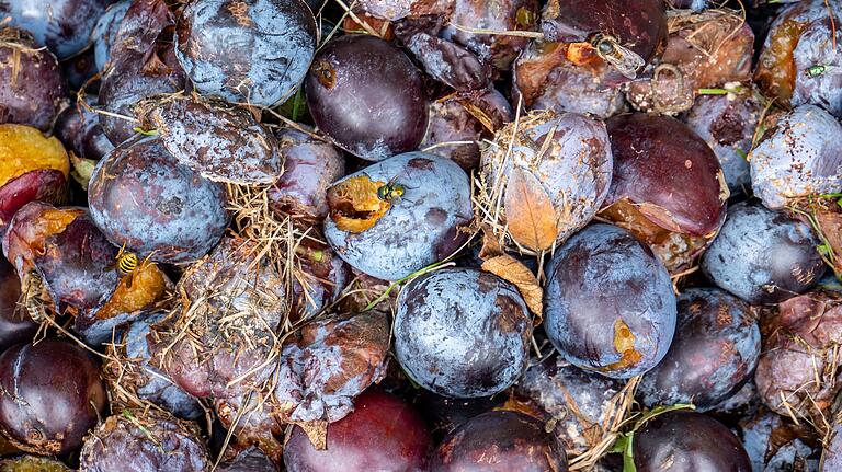 Fruchtfäule kann verschiedene Obstsorten wie auch Pflaumen befallen.