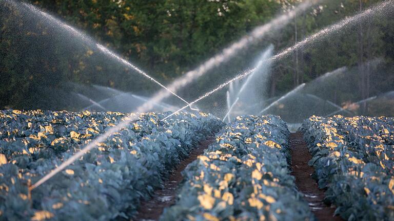 Das Symbol für Wasserverschwendung: Überkopfberegnung mit Sprenger-Anlagen auf einem Blaukrautfeld in der Bergtheimer Mulde im Sommer 2022.