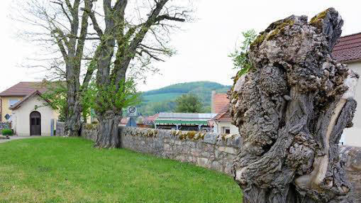 Impressionen vom Friedhof in Steinach: Die alten Bäume sollen gefällt und dafür Rotblühende Kastanien gepflanzt werden Foto: Björn Hein       -  Impressionen vom Friedhof in Steinach: Die alten Bäume sollen gefällt und dafür Rotblühende Kastanien gepflanzt werden Foto: Björn Hein