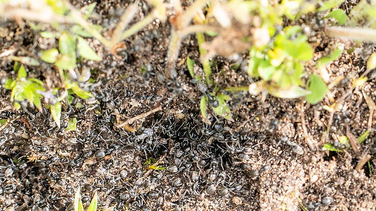 Invasive Ameisen in Baden-Württemberg.jpeg       -  In der badischen Stadt Kehl kämpft man gegen eine invasive Ameisenart, die massive Schäden anrichtet.