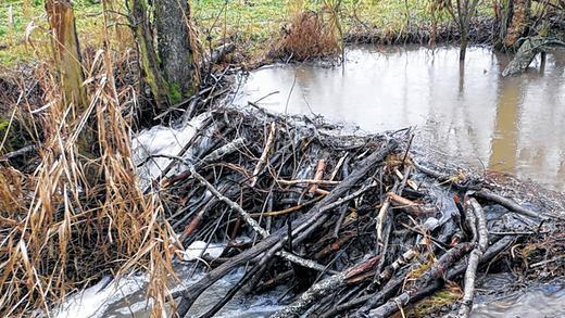An Weihnachten war die Welt noch in Ordnung: der intakte Biberdamm bei Bundorf am 26. Dezember 2013.