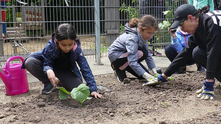 Die Schülerinnen und Schüler der Schiller-Grundschule pflanzten mit Hilfe der Lehrkräfte Gemüse im Schulgarten.