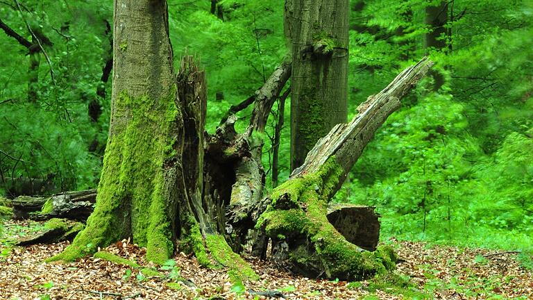 Echte Wildnis gibt es im Steigerwald zu sehen: Das Steigerwald-Zentrum in Handthal bietet in den kommenden Wochen mehrere Veranstaltungen.