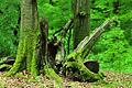 Echte Wildnis gibt es im Steigerwald zu sehen: Das Steigerwald-Zentrum in Handthal bietet in den kommenden Wochen mehrere Veranstaltungen.