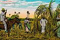 Cuba: Corte De Cana. Cutting Sugar Cane, C1910.       -  Romantisch nur auf den ersten Blick: Auf den Zuckerrohrfeldern Kubas wurden Hunderttausende schwarze Sklaven für die Produktion des süßen Stoffes ausgebeutet und geschunden.GETTY IMAGES