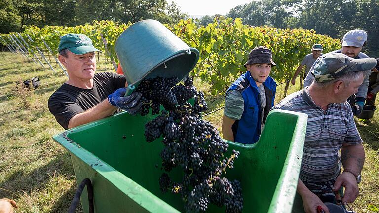 Die Weinlese ist in vollem Gange. Hier ernten fleißige Helfer Trauben des Weinguts Geßner aus Garstadt. Die Weinlese ist in vollem Gange. Hier ernten fleißige Helfer Trauben des Weinguts Geßner aus Garstadt.
