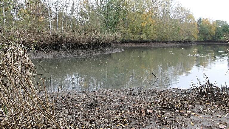 Nützelbachsee wird abgelassen: Jagd auf Goldfische       -  (kv)   Der untere Nützelbachsee vor den Toren Gerolzhofens wird derzeit abgelassen. Laut Stadtbaumeister Jens Pauluhn habe der See in den beiden vergangenen Sommern jeweils kurz vor dem Umkippen gestanden. Eine der Ursachen dafür war der hohe Fischbesatz. Man habe sich deshalb in Absprache mit dem Fischereifachverband entschlossen, den See abzufischen. Mitglieder des Sportangelclubs Gerolzhofen halfen dabei mit. Beim Absenken des Wasserpegels habe sich gezeigt, dass im See auch viele Goldfische unterwegs waren. Offenbar haben einige Gartenbesitzer ihre Zierfische, wenn es zu Hause im Gartenteich mit der Zeit zu eng wurde, unzulässigerweise einfach in den See ausgewildert. Ein weiteres Problem war, so Pauluhn, dass die zahlreichen Enten auf dem See und letztlich auch die Fische regelmäßig von Spaziergängern gefüttert wurden. Dadurch habe sich sowohl der Fischbestand als auch der Eintrag an Entenkot massiv erhöht. Dies habe dafür gesorgt, dass die Wasserqualität gerade in der heißen Jahreszeit sich stark verschlechterte. Nun wird noch geprüft, ob der kleine See ausgebaggert werden muss.