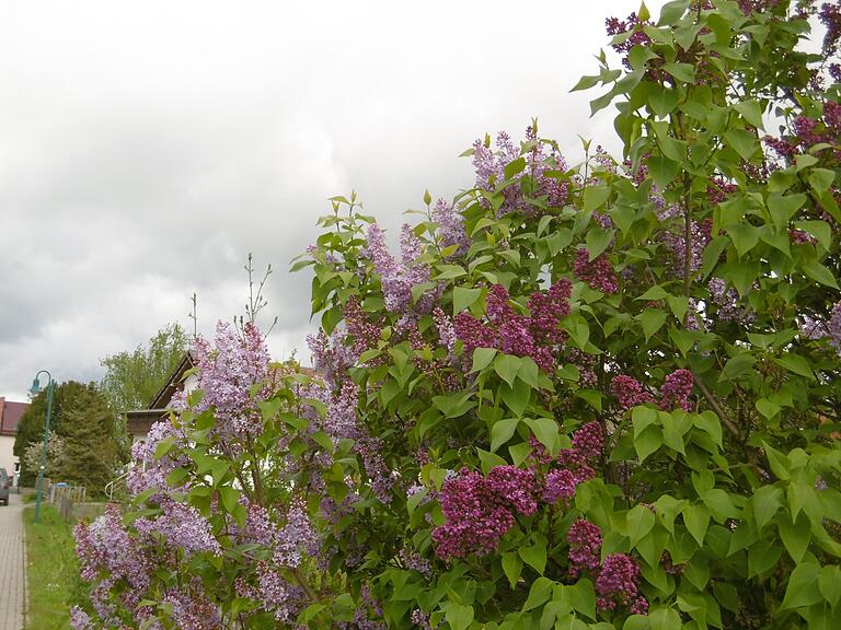 Auch der Flieder blüht zwischen Mai und Juli. Seine Blüten zeigen sich noch weiterhin bis in den Herbst hinein. Auch der Flieder blüht zwischen Mai und Juli. Seine Blüten zeigen sich noch weiterhin bis in den Herbst hinein.