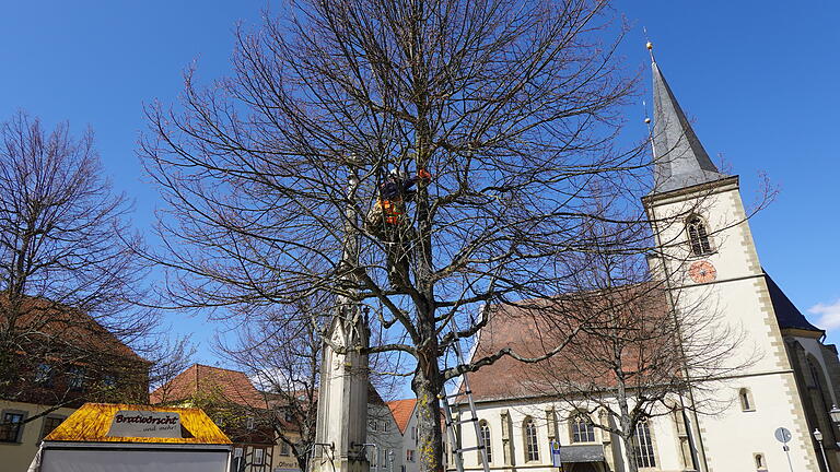 Haben sie genug zu trinken? Förster Giancarlo Foderá befestigt Sensoren an einem Pilotbaum auf dem Haßfurter Marktplatz.&nbsp;