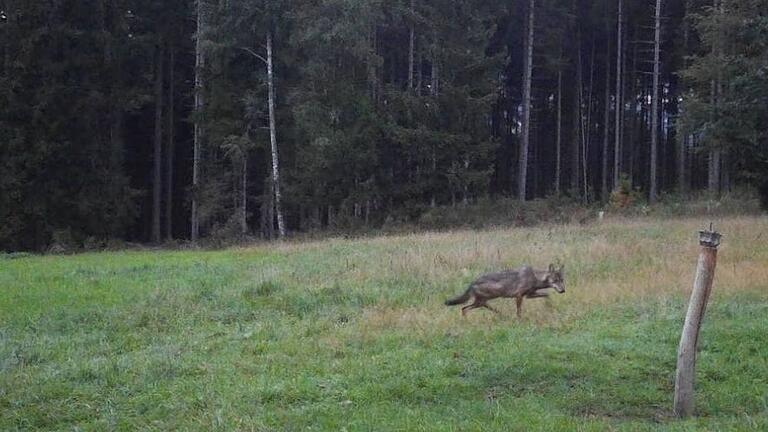 Ein Wolf wurde am 27. August in Lohrhaupten im hessischen Teil des Spessarts von einer Wildkamera fotografiert. Es gibt Indizien, dass es sich dabei um die Wölfin handelt, die zahlreiche Nutztiere, darunter nun auch ein Schaf in Weißenbach gerissen hat.