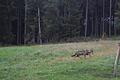 Ein Wolf wurde am 27. August in Lohrhaupten im hessischen Teil des Spessarts von einer Wildkamera fotografiert. Es gibt Indizien, dass es sich dabei um die Wölfin handelt, die zahlreiche Nutztiere, darunter nun auch ein Schaf in Weißenbach gerissen hat.