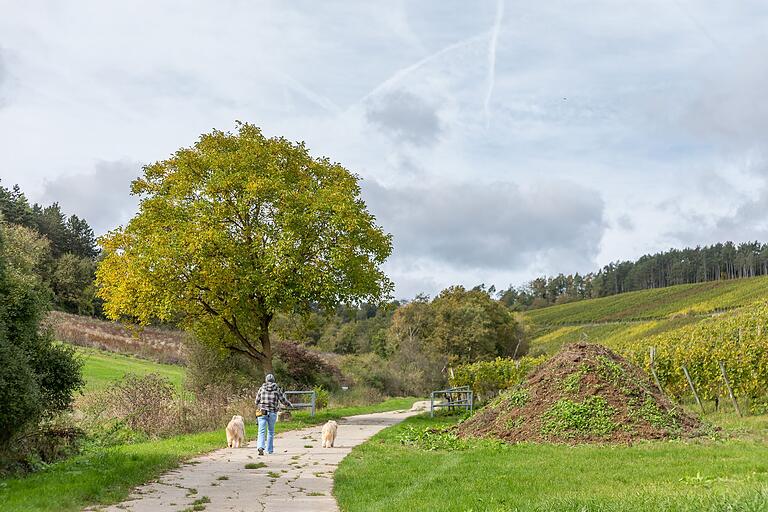 Unterwegs auf dem Wanderweg 'Zwischen Wengert und Kiefern': Die Wanderung ist in zwei bis zweieinhalb Stunden gut machbar.&nbsp;