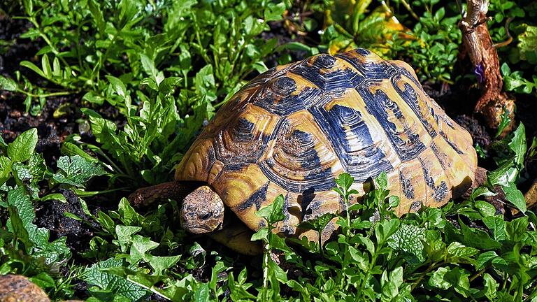 ONLINE-TIPP       -  Sie mögen warme Temperaturen: Schildkröten wie diese in der Schwarzacher Auffangstation von Anita Scheidig.