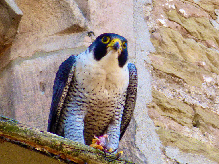 Die Wanderfalken an der Stadtpfarrkirche in Gerolzhofen sind prächtige Tiere. Die Wanderfalken an der Stadtpfarrkirche in Gerolzhofen sind prächtige Tiere. 