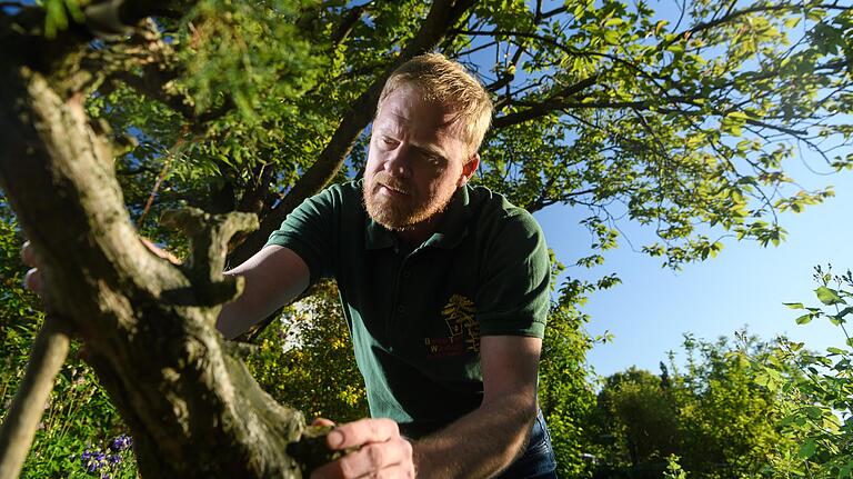 Jeden Tag fünf Minuten fürs Gießen - und ab und zu ganze Nachmittage für Schneiden und Pflegen: Matthias Hübner zieht und gestaltet seit über 20 Jahren Bonsai-Bäume.&nbsp;