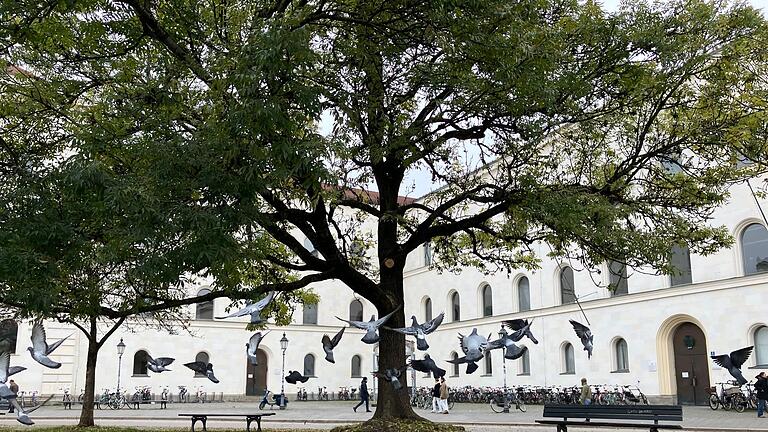 Pro-Palästina-Protestcamp vor Münchner Uni verschwunden       -  Die Organisatoren des propalästinensischen Protestcamps vor der Münchner Uni haben ihre Zelte abgebrochen.