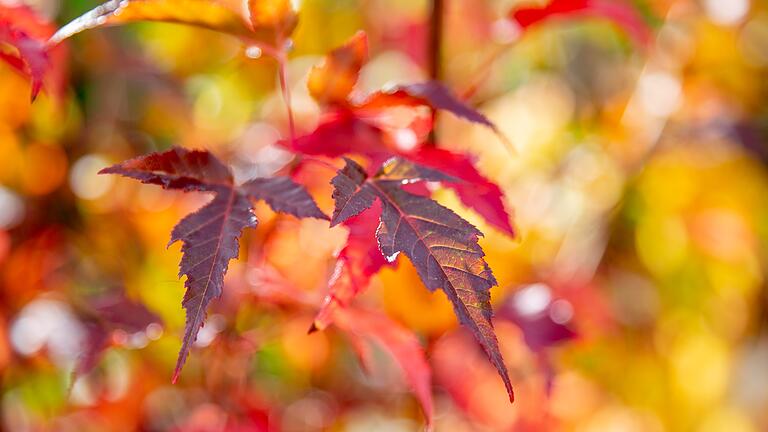 Mit feurigem Laub begeistert der Feuerahorn in den Herbstmonaten.&nbsp;
