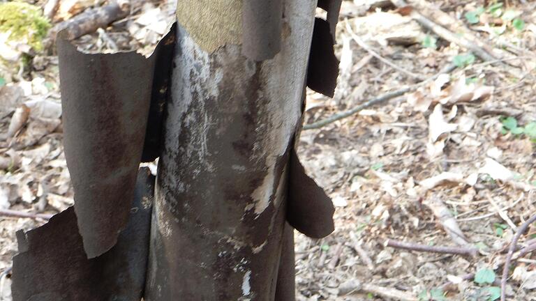 Rußrindenkrankheit am Bergahorn: Pilzbefall unter der Rinde.