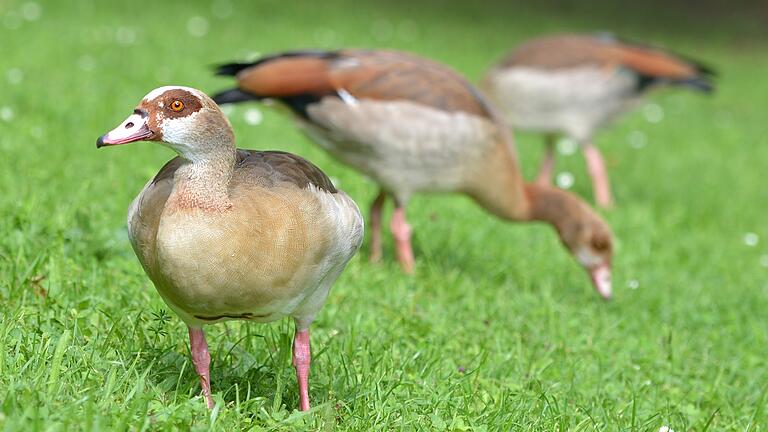 Sehen niedlich aus, können aber auch Probleme machen: die Nilgänse. Dabei sind es nicht nur ihre Ausscheidungen, die stören.