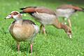 Sehen niedlich aus, können aber auch Probleme machen: die Nilgänse. Dabei sind es nicht nur ihre Ausscheidungen, die stören.