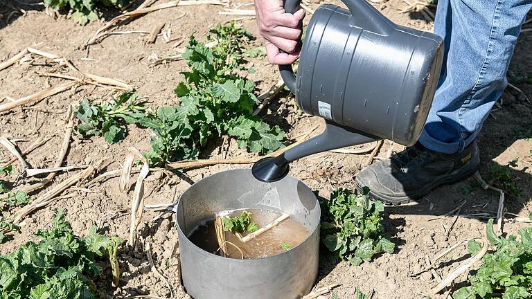 Ein Experiment beweist, dass Regenwasser dreimal so schnell versickert, wenn der Boden von vielen Regenwürmern besiedelt ist.