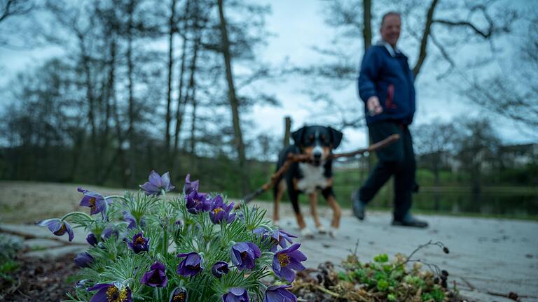 Symbolbild: Hundebesitzer in Marktsteft müssen künftig weniger zahlen. Symbolbild: Hundebesitzer in Marktsteft müssen künftig weniger zahlen.
