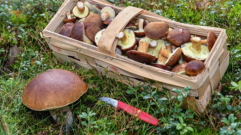 Ein mit Maronen-Röhrlingen gefüllter Pilzkorb steht neben einem Steinpilz auf dem Waldboden.&nbsp;