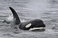 Seltener Anblick: Mit etwas Glück bekommen Urlauber auf den Southern Gulf Islands Orcas zu sehen. Foto: Valerie Shore/Destination BC/Eagle Wing Tours/dpa-tmn       -  Orcas haben in den vergangenen Jahren mehrere Segelboote vor der Küste der Iberischen Halbinsel attackiert.