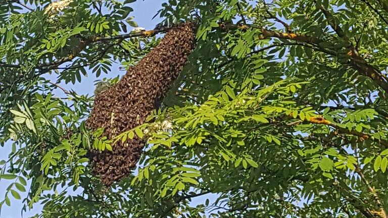 Ungewöhnlicher Besuch im Garten: ein Bienenschwarm. Ungewöhnlicher Besuch im Garten: ein Bienenschwarm.