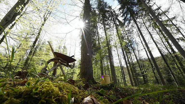 Der Wald als letzte Ruhestätte – das soll schon bald in Ebern möglich sein. (Symbolbild)