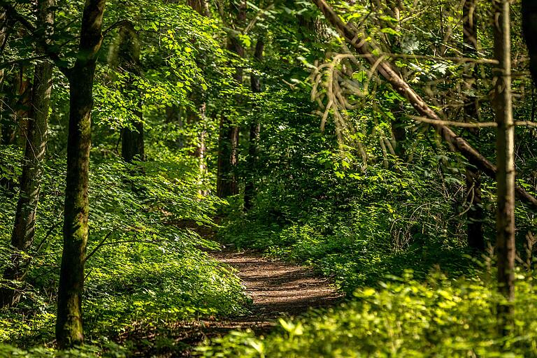 Unterwegs auf naturnahen Pfaden und durch den Wald - das macht einen Großteil der Tour aus. Unterwegs auf naturnahen Pfaden und durch den Wald - das macht einen Großteil der Tour aus.