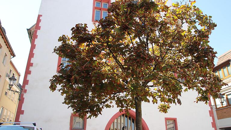 Der Dürresommer setzt den Bäumen in Karlstadt zu, hier zum Beispiel am historischen Rathaus.