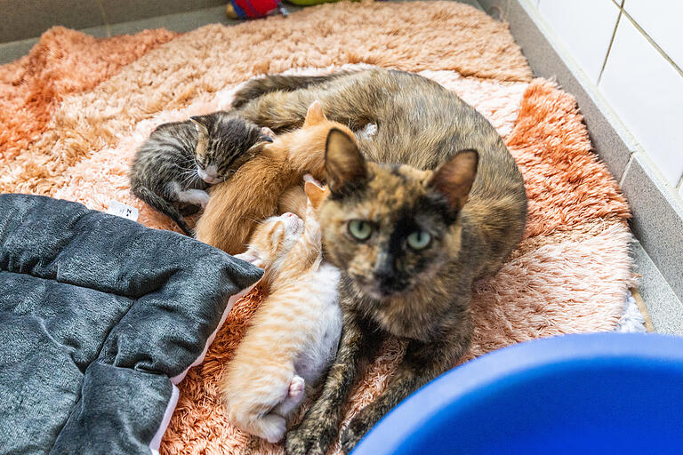 Katzen gehören zu den Tieren, die neben Hunden am häufigsten im Würzburger Tierheim abgegeben werden. Katzen gehören zu den Tieren, die neben Hunden am häufigsten im Würzburger Tierheim abgegeben werden. 