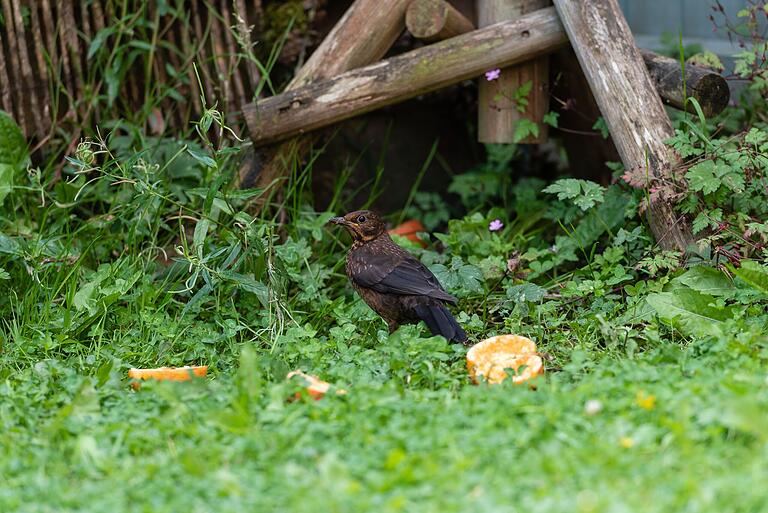 Vögel, Igel und andere Tiere freuen sich über ein bisschen Fallobst.&nbsp;