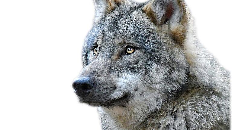 Wolfs- und Herdenschutzinformationszentrum       -  _