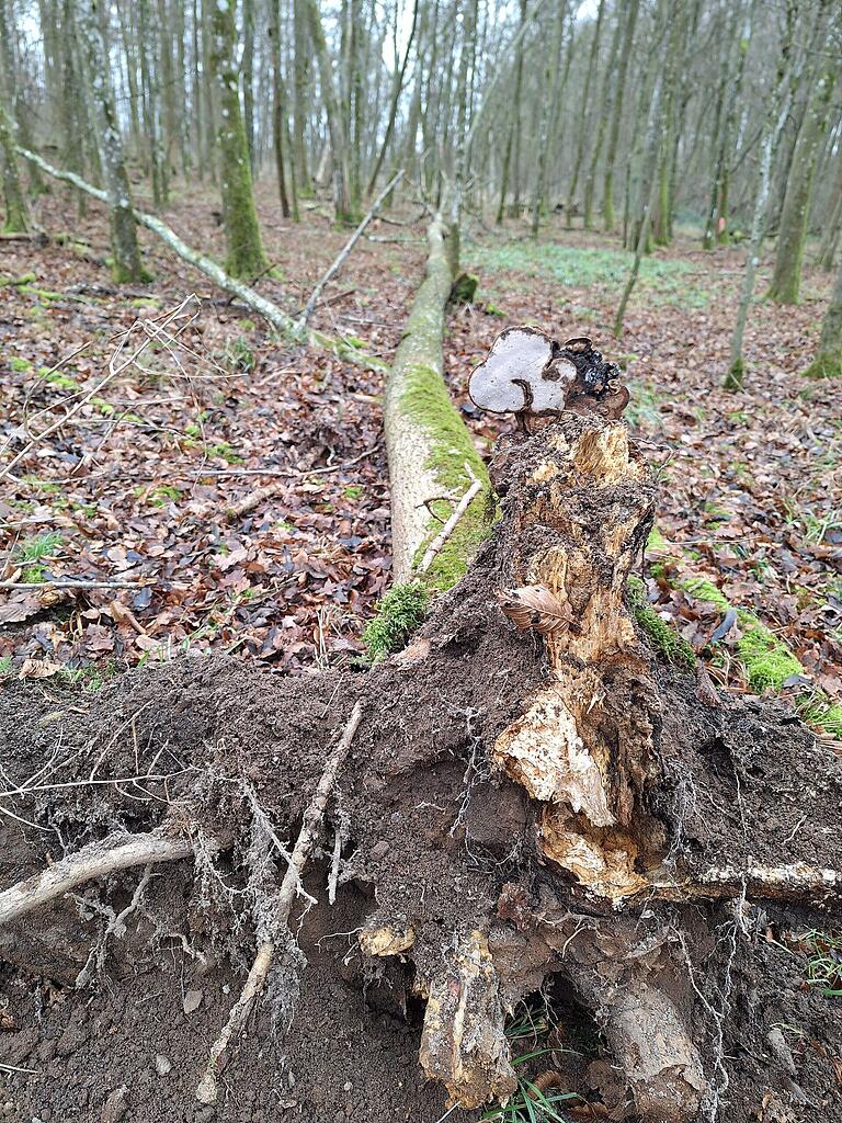 Dem Eschentriebsterben ist dieser Baum auf Sennfelder Gemarkung zum Opfer gefallen. Deutlich sichtbar ist die Wurzelfäule, die der Pilz verursachte. Dem Eschentriebsterben ist dieser Baum auf Sennfelder Gemarkung zum Opfer gefallen. Deutlich sichtbar ist die Wurzelfäule, die der Pilz verursachte.