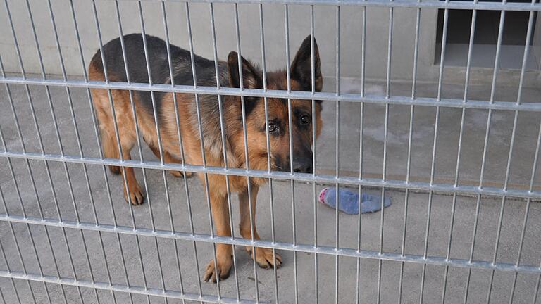 Hund Bastion blickt schüchtern aus seinem Gehege im Tierheim Schwebheim hervor.