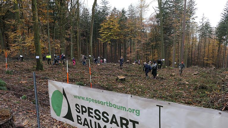 Trotz nasskalten Wetters kamen einige Freiwillige zum Pflanztag in den Lohrer Stadtwald.&nbsp;