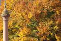 Daher kommt der Name: die Kitzinger Rotbuche im Herbst.