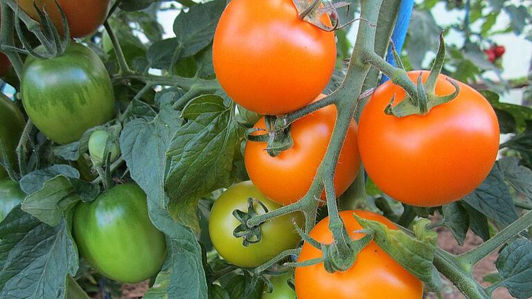Nicht täuschen lassen, die Sorte Bernau Orange ist reif, wenn sie orange ist.