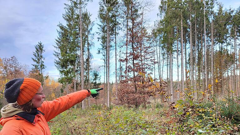 Njur noch wenige  Fichten haben in diesem Waldstück bei Poppenlauer überlebt, zeigt Hannah Severin.       -  Njur noch wenige  Fichten haben in diesem Waldstück bei Poppenlauer überlebt, zeigt Hannah Severin.
